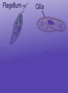 Fungal, Protozoan and Worm Infections in English | Biology Video Lectures