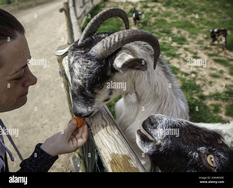 What Farm Animals Eat Carrots at Charles Rolle blog