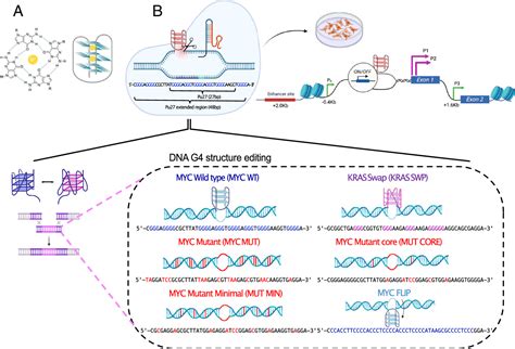 G-quadruplex DNA structure is a positive regulator of MYC transcription | PNAS