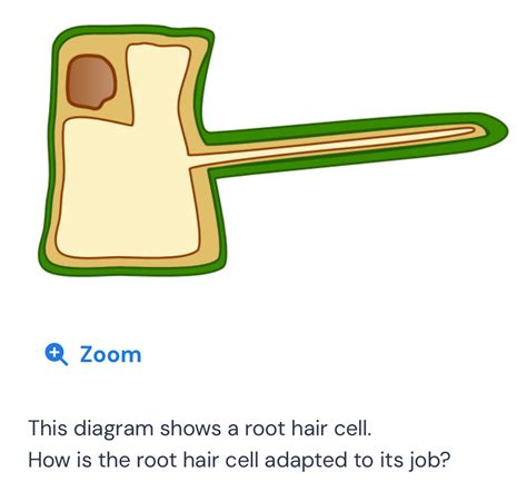 Solved: + Zoom This diagram shows a root hair cell. How is the root hair cell adapted to its job ...