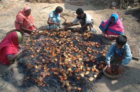 Indigenous and tribal groups worry about loss of religious ethos over ...