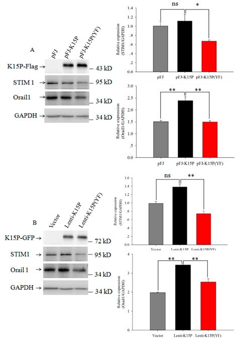 K15 Protein of Kaposi’s Sarcoma Herpesviruses Increases Endothelial ...
