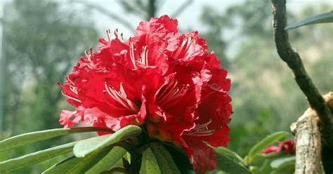 प्रकृति मां: बुरांश-Rhododendron: The Flower on State Tree of ...