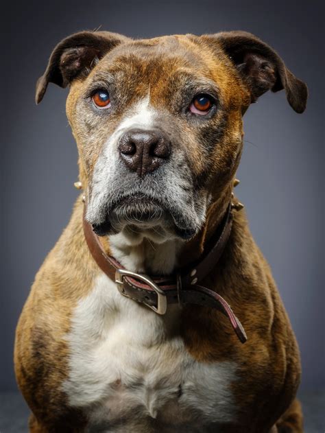 Black Pitbull Boxer Mix