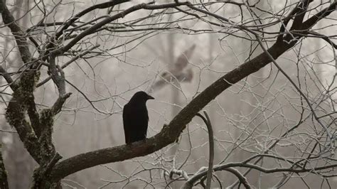 Crows are smarter than you think. Check out how. - Times of India