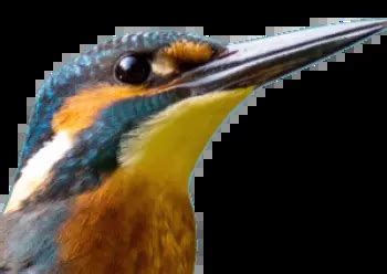 Vector Image Jpg 的图像结果