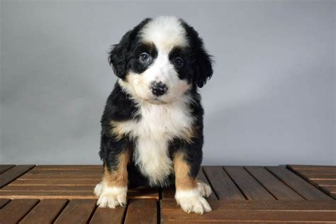 The Australian Mountain Doodle: The Perfect Family Dog?