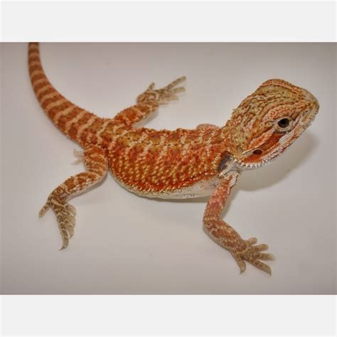 Albino Bearded Dragons Red Bearded Dragon For Sale | Baby Red Bearded