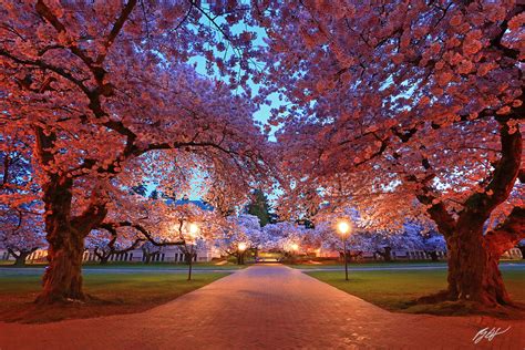 F034 Cherry Blossoms, University of Washington | Randall J Hodges ...