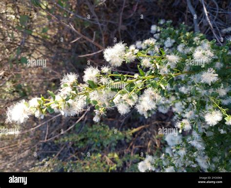 coyote brush (Baccharis pilularis) Plantae Stock Photo - Alamy