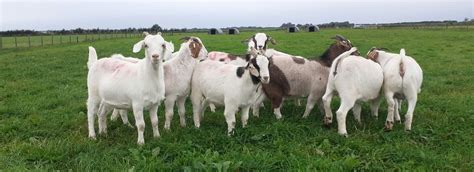 Basic Goat Keeping, Cockerham Goats, 19 April 2026 | AllEvents
