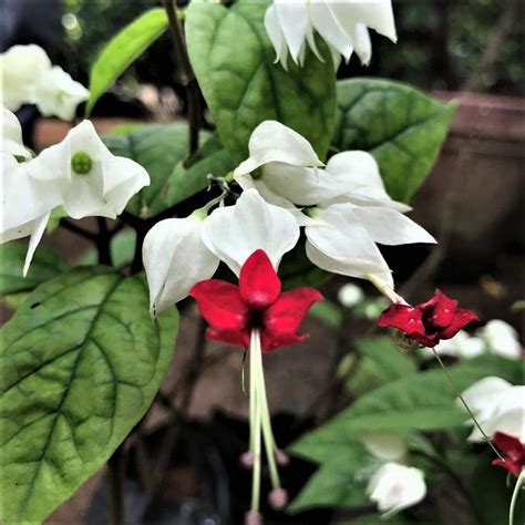Creative Farmer Bleeding Heart Vine | Kadala Poovu (Clerodendrum ...