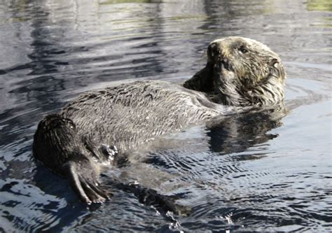 Japans ältester Seeotter mit 25 Jahren gestorben