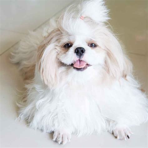 Shih Tzu Pure White