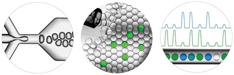 Image result for Digital PCR Tutorial