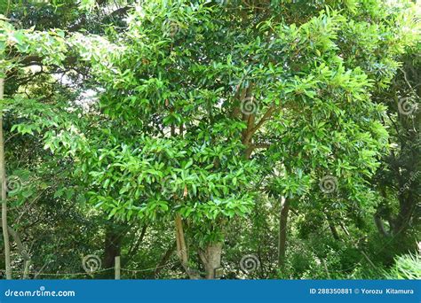 Sweet Viburnum ( Viburnum Odoratissimum ) Tree. Viburnaceae Evergreen ...