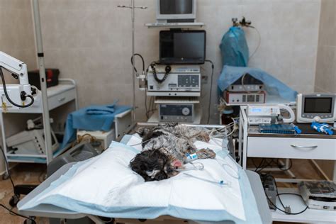 Cryptorchid Neuter Dog Procedure at Wayne Seamons blog