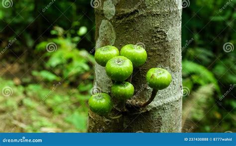 Image result for Alien Ripley Ai