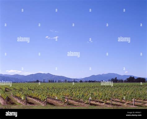 Marlborough vineyard, Wairau Valley, Blenheim, Marlborough, South ...