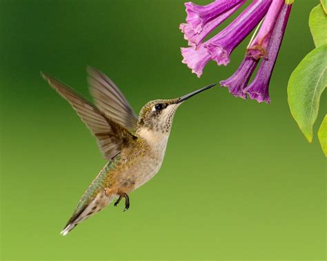 The Best Plants for Attracting Hummingbirds in Texas | BirdingLocations
