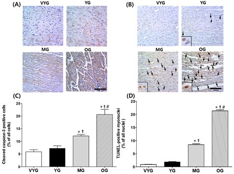 Aging Promotes Mitochondria-Mediated Apoptosis in Rat Hearts