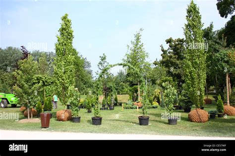 Planting Tree Guide NParks 的图像结果