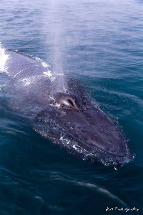A Guide to Santa Barbara Whale-Watching (with photos)