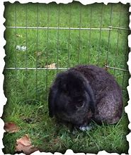 Image result for Mini Lop Bunny Baby