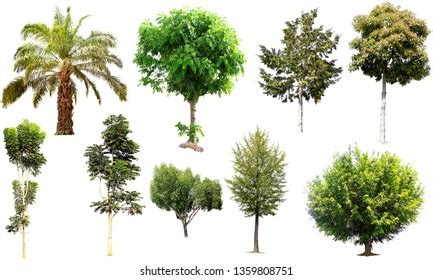 Bonsai Mango Tree 的图像结果