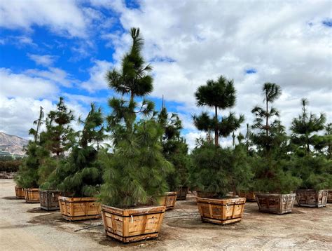 Pinus canariensis - Devil Mountain Wholesale Nursery
