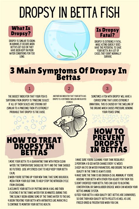 Dropsy in betta fish treatment for the fatal disease – Artofit