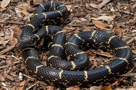 Eastern Kingsnake | South Carolina Partners in Amphibian and Reptile ...