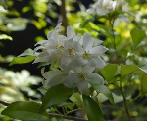 Platone Murraya Paniculata Plant Price in India - Buy Platone Murraya ...