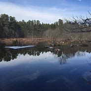 Image result for wharton state forest news