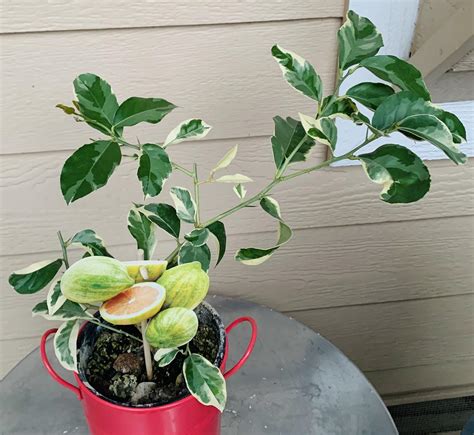 378 best r/citrus images on Pholder | 2 months old. 7 inch lemon ...