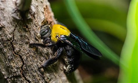 Are Carpenter Bees Dangerous? - A-Z Animals
