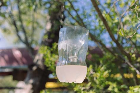 How to Make a DIY Wasp Trap