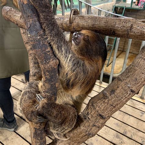 HEYTHROP ZOOLOGICAL GARDENS (2026) All You Need to Know BEFORE You Go ...