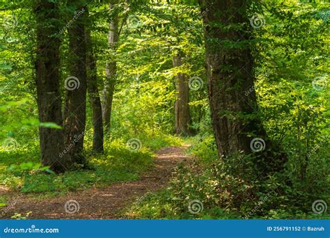 Path in the Green Dense Summer Forest Stock Photo - Image of park, forest: 256791152