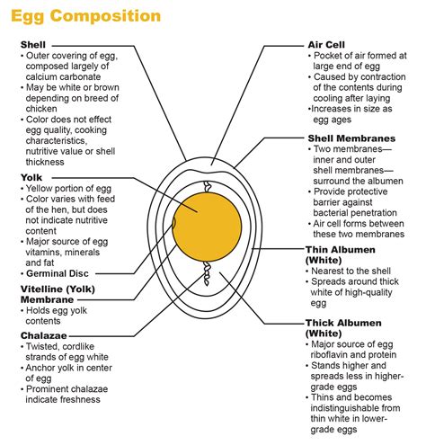 Egg White Nutrition Facts - Protein, Calories, Fa