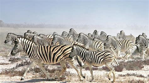 Emigration Of Animals 10 Must See Animal Migrations | Luxury Travel