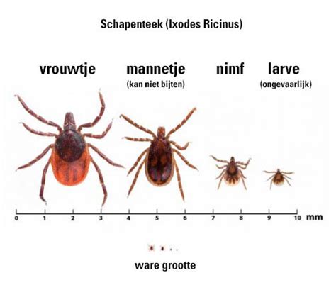 Het grote 'welk insect/beest(je) is dit?!' topic - Algemene zaken - GoT
