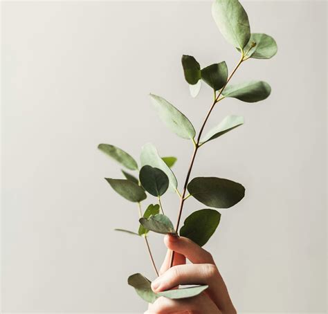 Exploring the Powerful Benefits of Eucalyptus Globulus Essential Oil & Crafting a Soothing ...