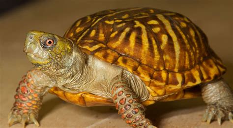 Image result for Biggest Box Turtle