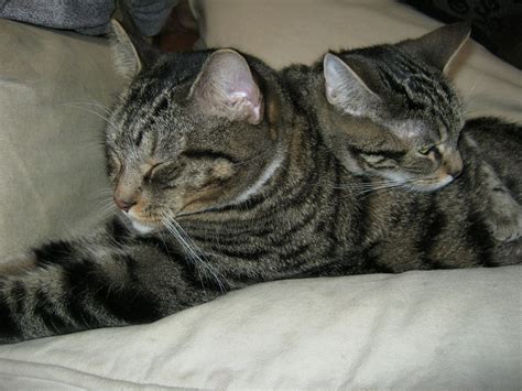 IMAGAMARY PHOTOGRAPHY: Two Headed Cat