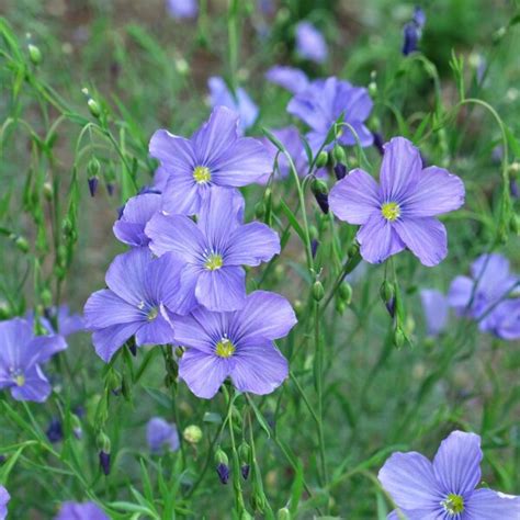 Perennial Flax (Linum perenne) - approx. 50 organic seeds