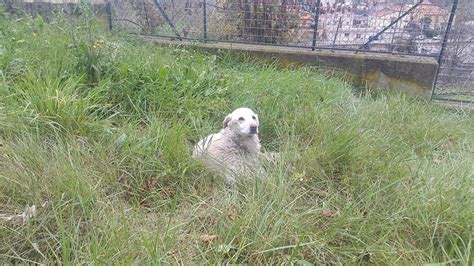 Cani dell'Aquila - Bianchina si riposa un po ' dopo la pappa &Egrave; tornata ...