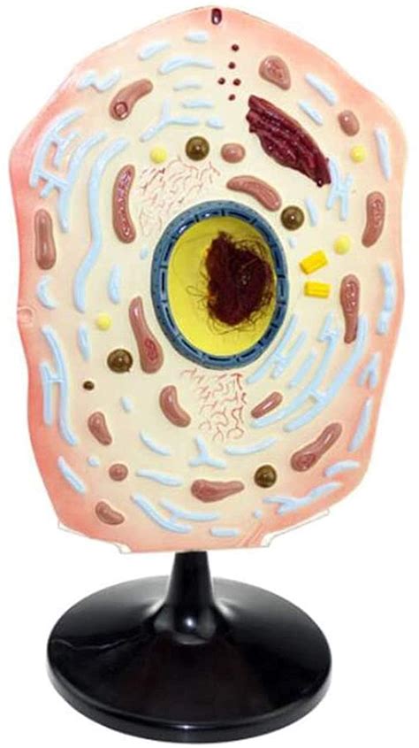 Buy ZAMAX Study Model Cell Anatomy Model - Animal Microscopic Specimens ...