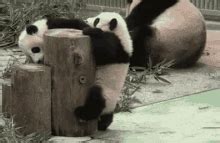 Image result for Pandas Library Python Application