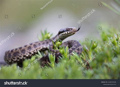 Vipera Berus Common European Adder Common Stock Photo 2180539109 ...